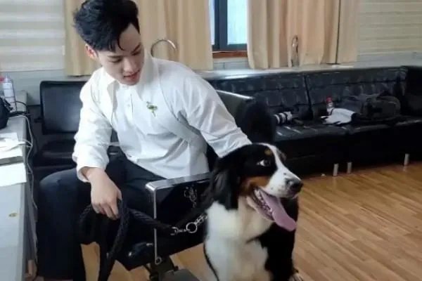 董又霖为狗狗咬伤蔡少芬道歉,这是怎么一回事?