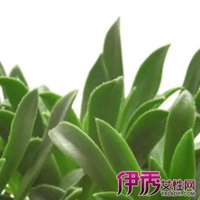 常见花卉图片及名称介绍