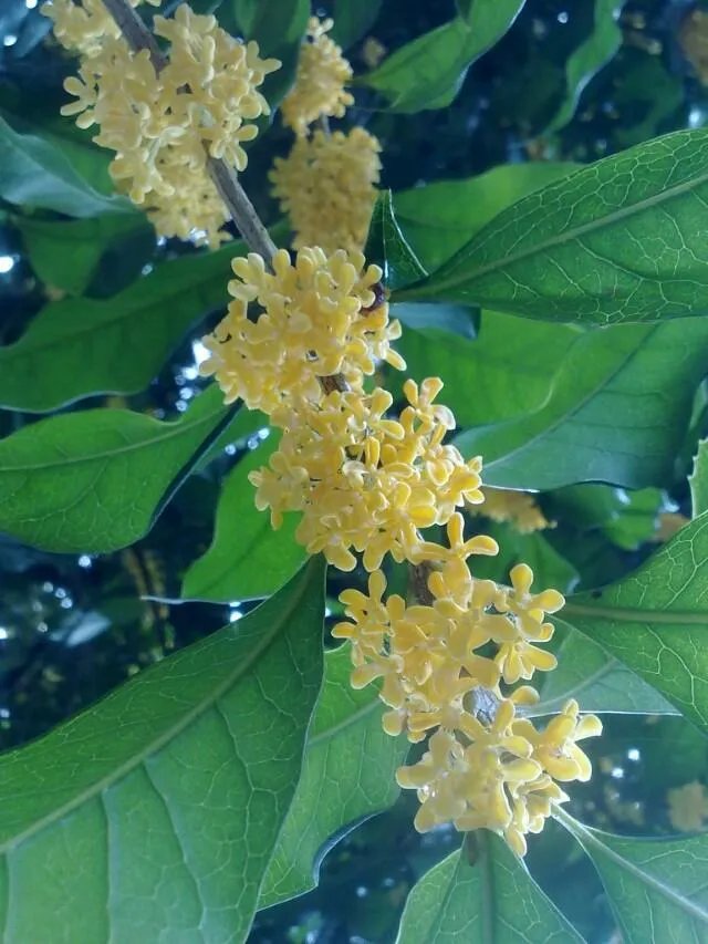 新都为什么叫香城？