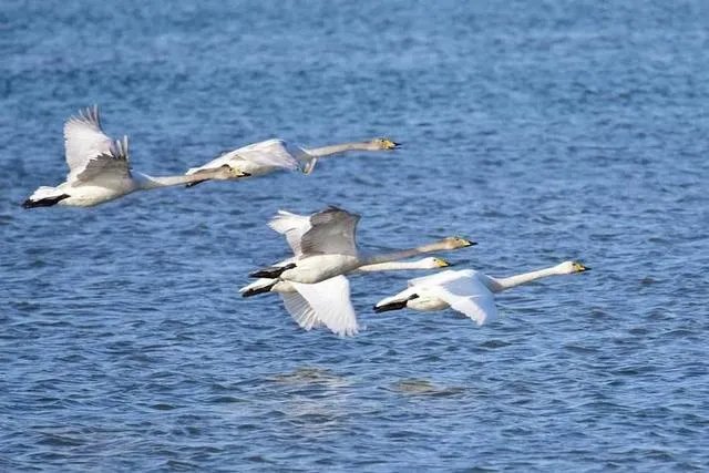 上联:短歌谁和，风动梨花朵。下联怎么对？