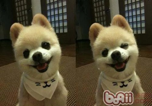 俊介是什么狗？