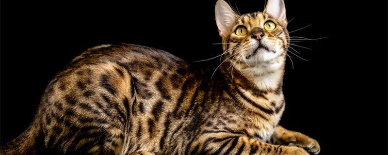 三有保护动物是什么意思 三有保护动物的意思