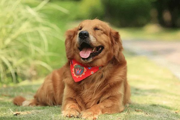 属狗2020年运势 2020年属狗全年运势