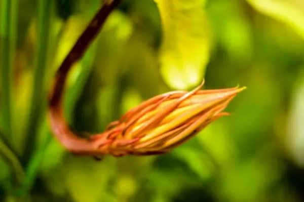 居民家中昙花4个月开了3次,这是什么原因?