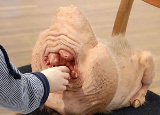 猪人是真的吗：关于猪人报道真相揭秘（图）