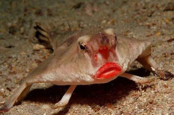 世界上最丑的十种鱼 尖牙鱼上榜,第九性情凶猛