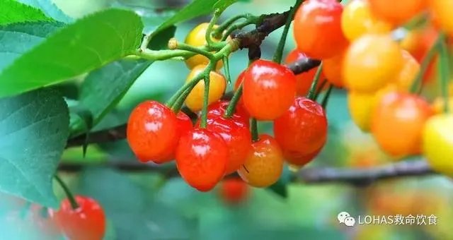 车厘子和樱桃有什么区别？是同一种水果吗？