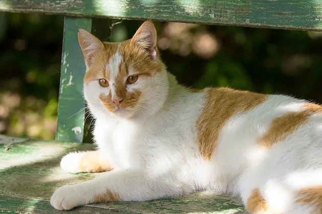 怎么开宠物用品店 开宠物用品店要注意哪些事项