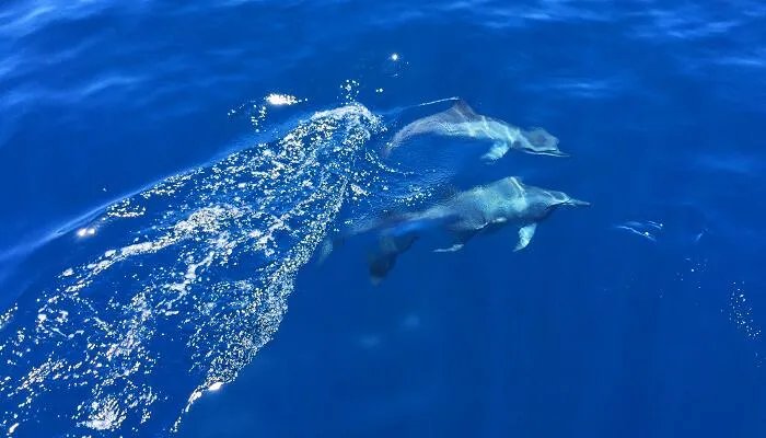 四大洋面积最小的是哪一个 哪个洋面积是最小的