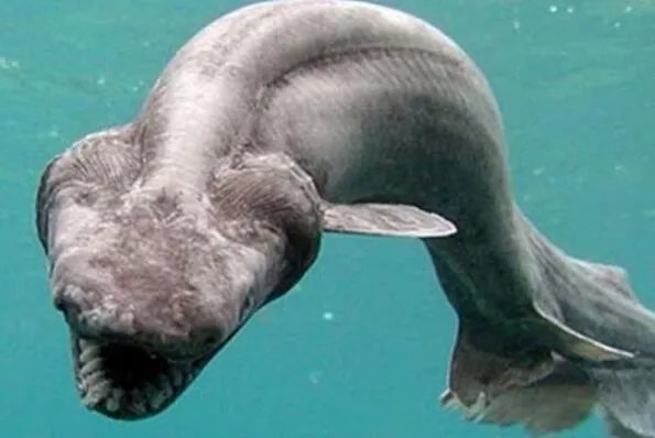 世界上最丑的十种鱼 尖牙鱼上榜,第九性情凶猛