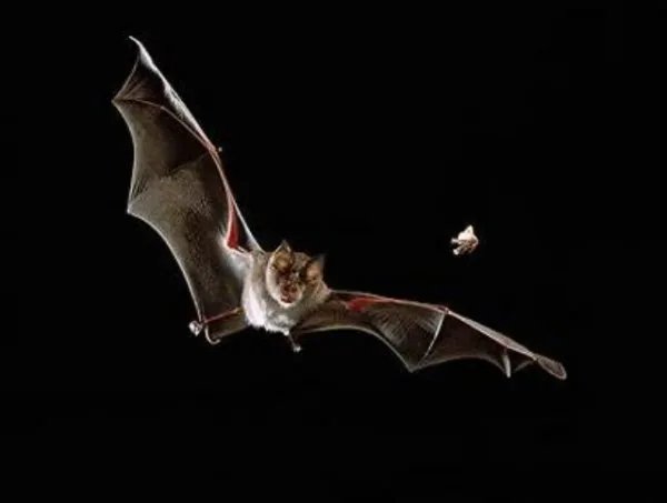 蝙蝠发出的超声波碰到了飞蛾、蚊子会怎么样?