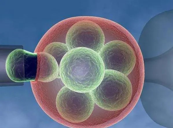 供卵试管生双胞胎-怎样才能生双胞胎?怀双胞胎的五个秘诀