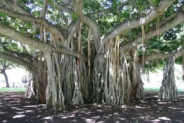 世界上最奇特的树