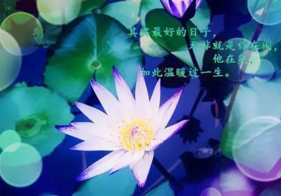 宋千渝何静何洲全文免费阅读-暗恋失火十年的爱意全文阅读