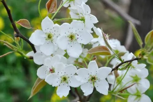 上联:短歌谁和，风动梨花朵。下联怎么对？