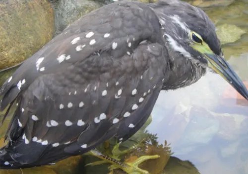 “世界上最神秘的鸟”现身广东连山，它到底有多神秘？