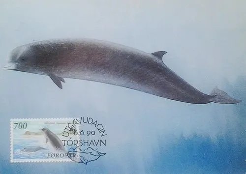 瓶鼻鲸的北瓶鼻鲸