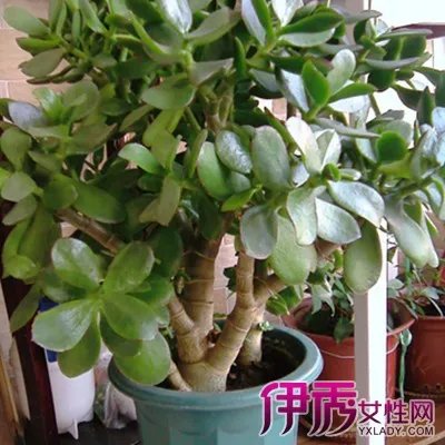 常见花卉图片及名称介绍