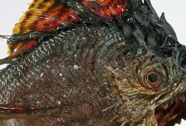 帕兰巨食人鱼：长达1米，双颌咬合力惊人(自身体重35倍)