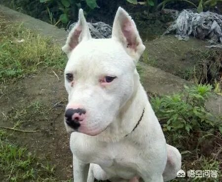 杜高犬打猎怎样?