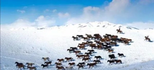 新疆昭苏万马雪中奔腾,这一磅礴景观有吸引到游客吗?