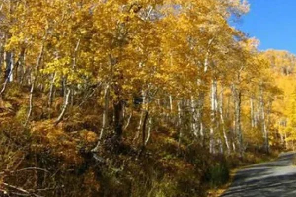 世界上最奇特的树