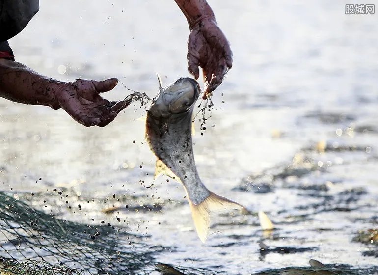 辽宁3万斤鱼被热死 因高温大量鱼被热死亏损10万元