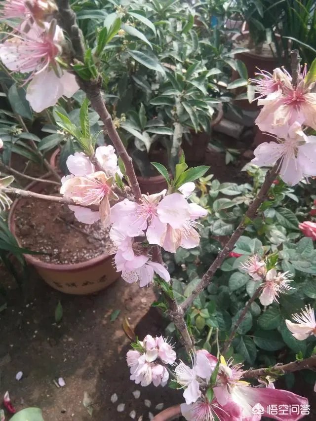 委内瑞拉的经济还有“起死回生”的希望吗？