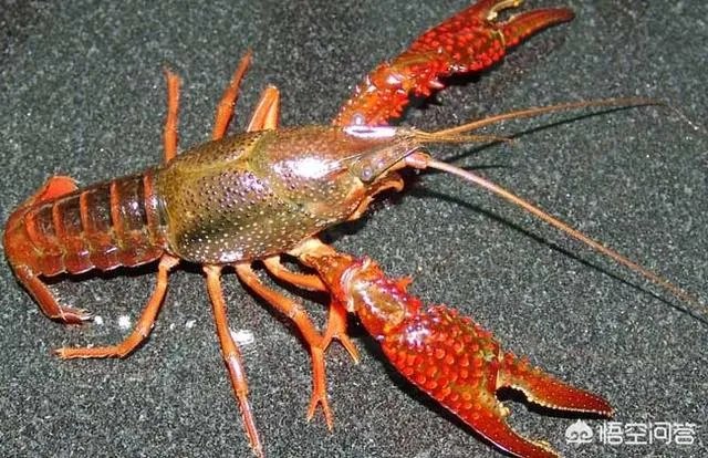 10万只湖北小龙虾出征世界杯，俄罗斯吃货会“沦陷”吗？