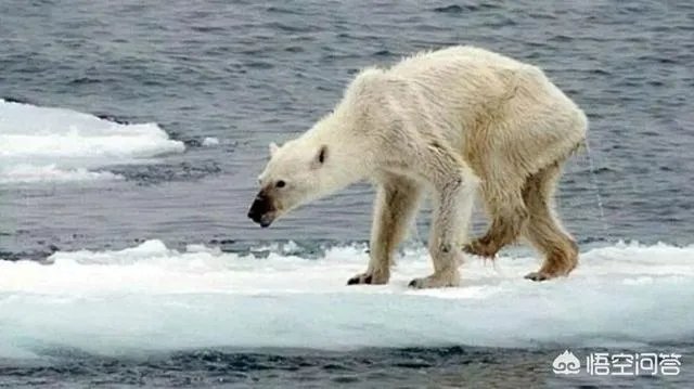 近来北极圈罕见32℃高温，高温成因是什么？北极熊受此影响会走向灭绝吗？