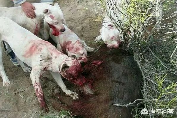 杜高犬打猎怎样?