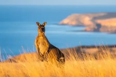 澳大利亚著名景点