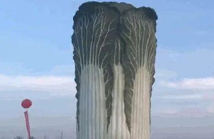 最大白菜现身邯郸 简直太惊艳了!