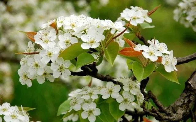 上联:短歌谁和，风动梨花朵。下联怎么对？