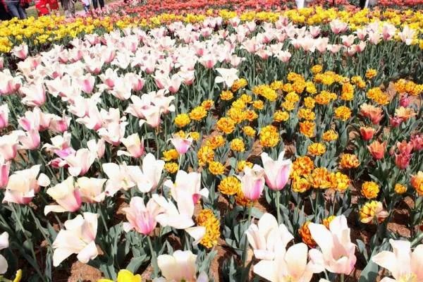 奇组词语的成语