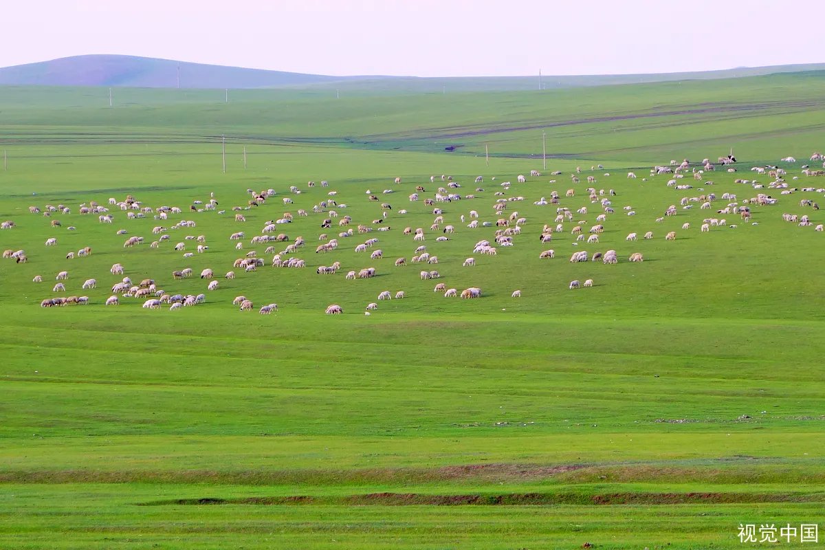 蒙古国计划9月移交3万只羊