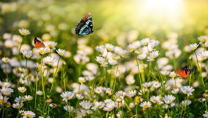 雅蠛蝶是什么意思 雅蠛蝶是什么意思你知道吗