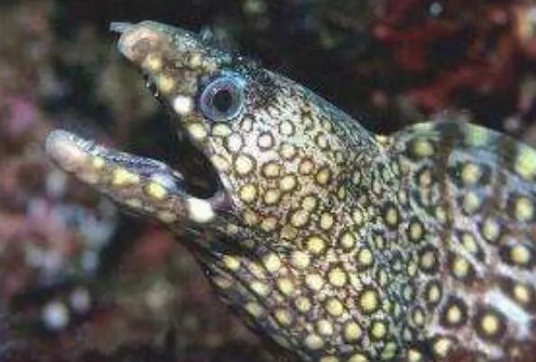 世界上最丑的十种鱼 尖牙鱼上榜,第九性情凶猛