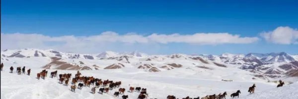 新疆昭苏万马雪中奔腾,这一磅礴景观有吸引到游客吗?