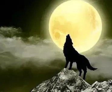 牧民为保护羊群打死狼(内蒙古徒手杀狼) 