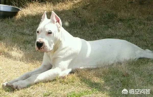 杜高犬打猎怎样？