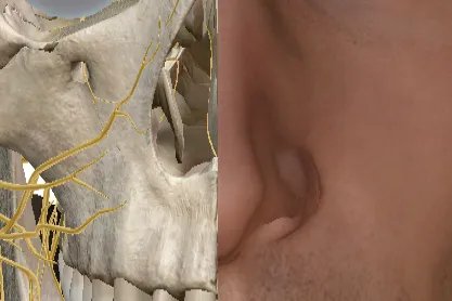 整个头部位置名称图解