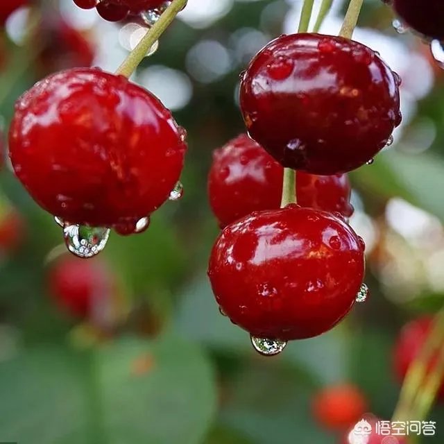 车厘子和樱桃有什么区别？是同一种水果吗？