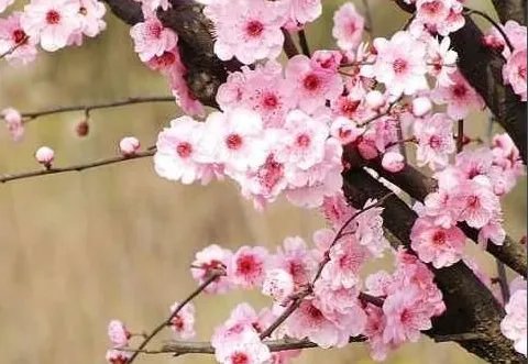 梅花香自苦寒来是什么意思?