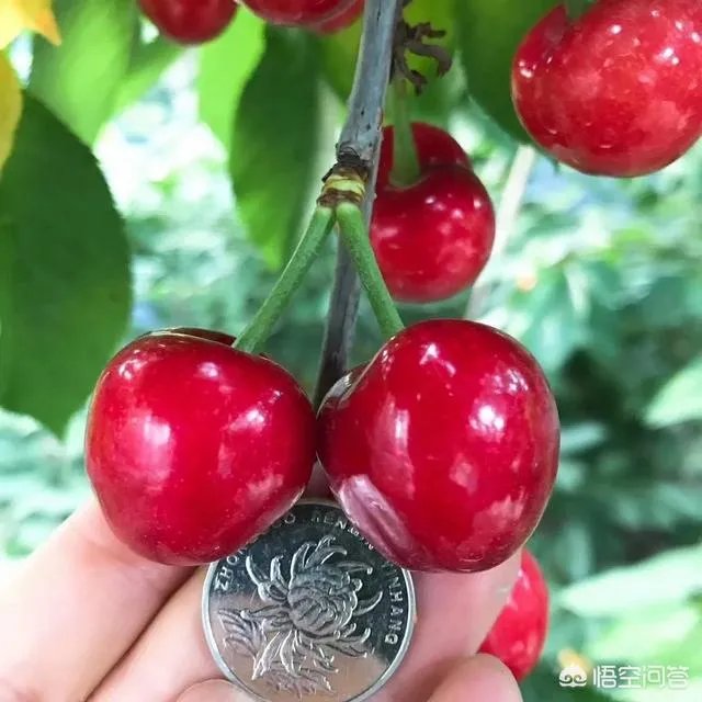 车厘子和樱桃有什么区别？是同一种水果吗？