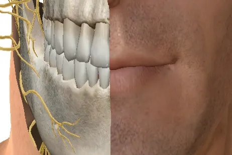 整个头部位置名称图解