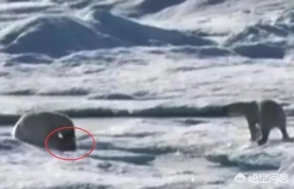 近来北极圈罕见32℃高温，高温成因是什么？北极熊受此影响会走向灭绝吗？