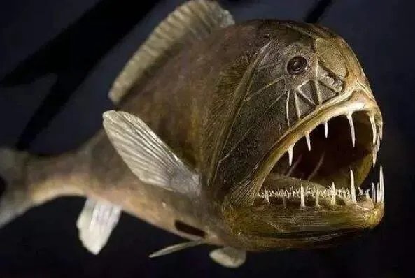 世界上最丑的十种鱼 尖牙鱼上榜,第九性情凶猛