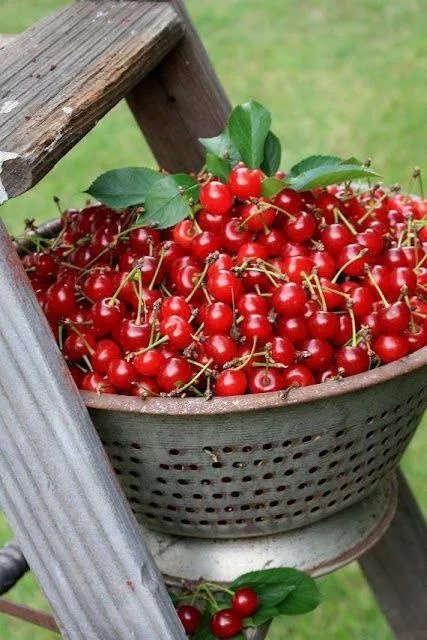 车厘子和樱桃有什么区别？是同一种水果吗？