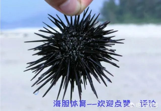 凭借主场优势，辽宁队淘汰北京队，如果是五棵松主场还会是这种结果吗？